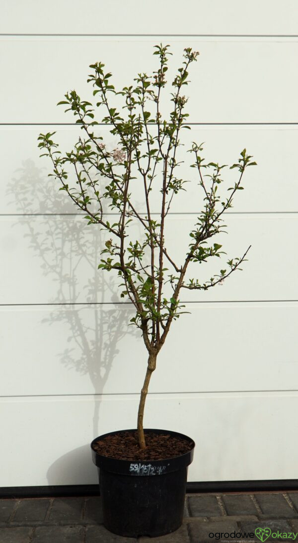 KALINA BODNANTSKA DAWN Viburnum ×bodnantense