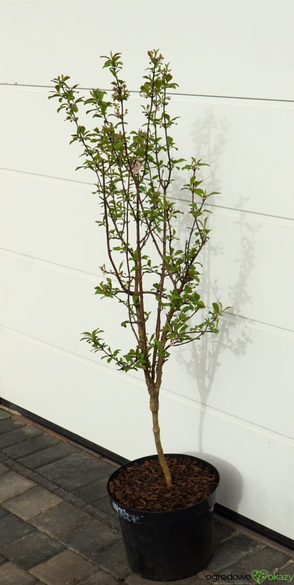 KALINA BODNANTSKA DAWN Viburnum ×bodnantense