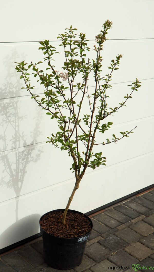 KALINA BODNANTSKA DAWN Viburnum ×bodnantense