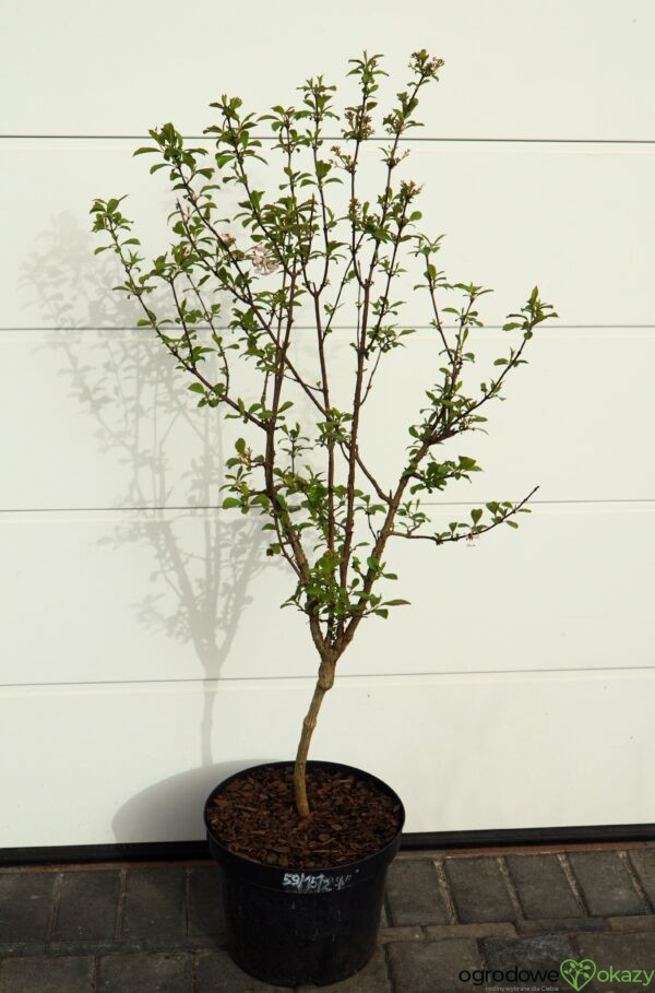 KALINA BODNANTSKA DAWN Viburnum ×bodnantense