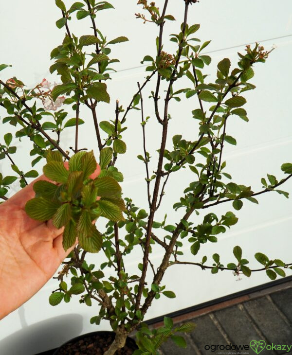 KALINA BODNANTSKA DAWN Viburnum ×bodnantense