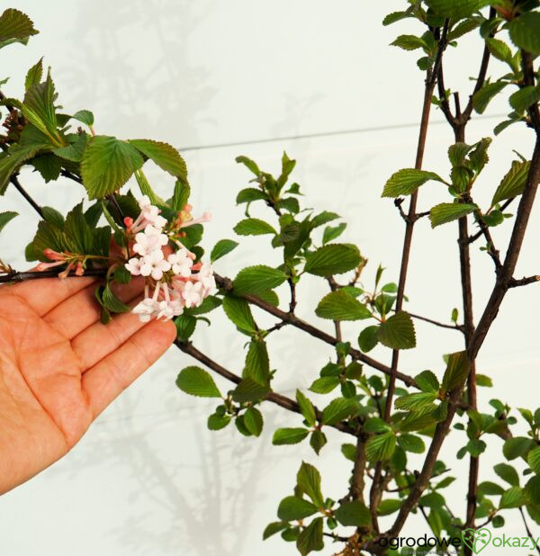 KALINA BODNANTSKA DAWN Viburnum ×bodnantense