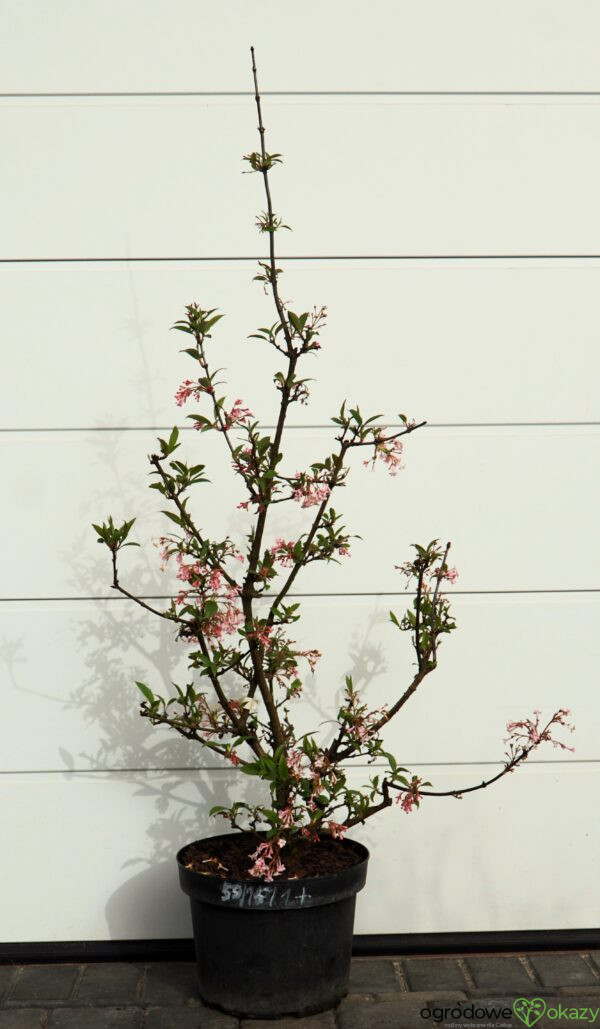 KALINA BODNANTSKA DAWN Viburnum ×bodnantense