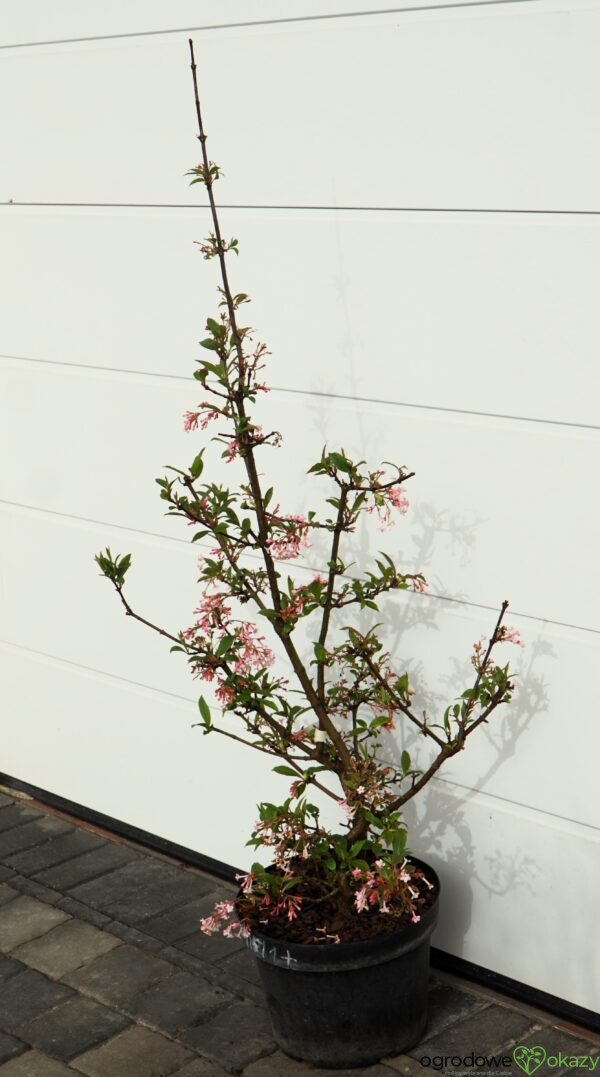 KALINA BODNANTSKA DAWN Viburnum ×bodnantense