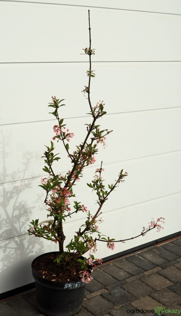 KALINA BODNANTSKA DAWN Viburnum ×bodnantense