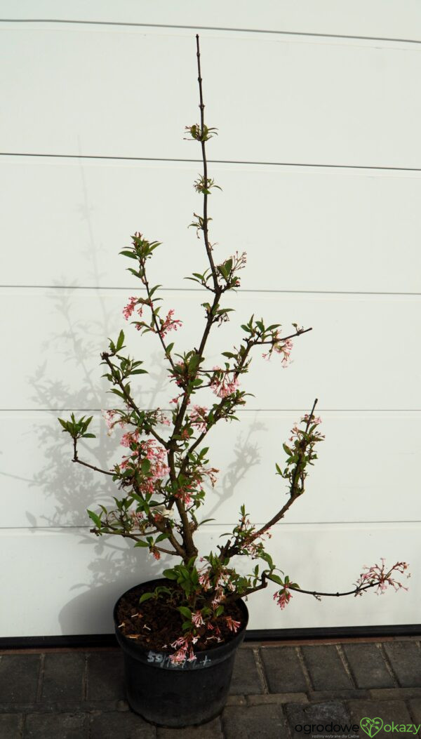 KALINA BODNANTSKA DAWN Viburnum ×bodnantense