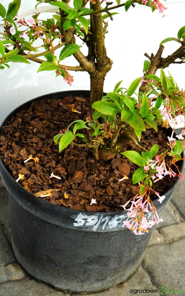 KALINA BODNANTSKA DAWN Viburnum ×bodnantense