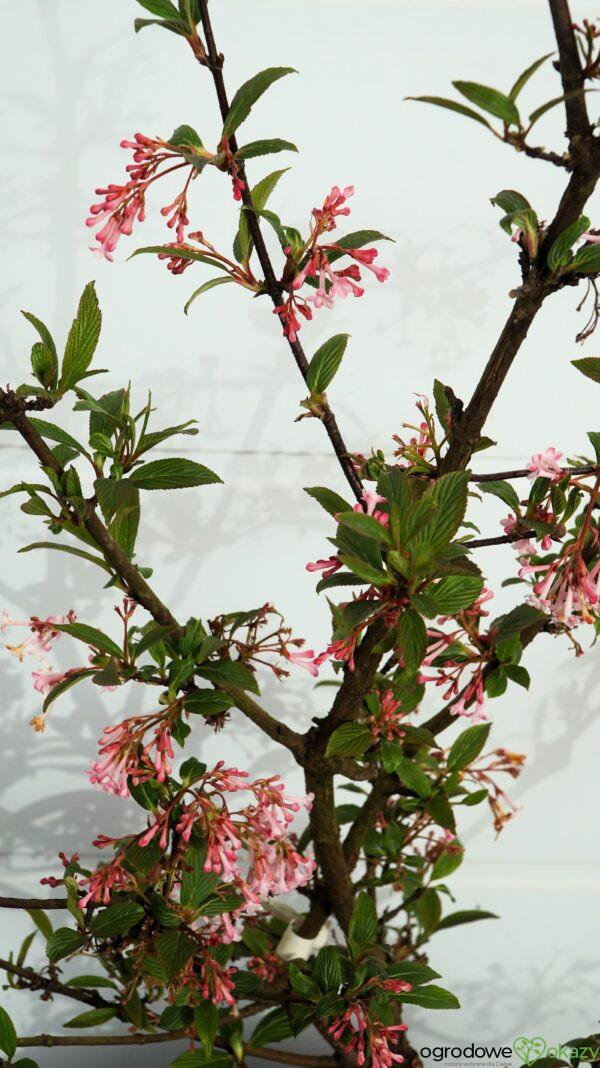 KALINA BODNANTSKA DAWN Viburnum ×bodnantense