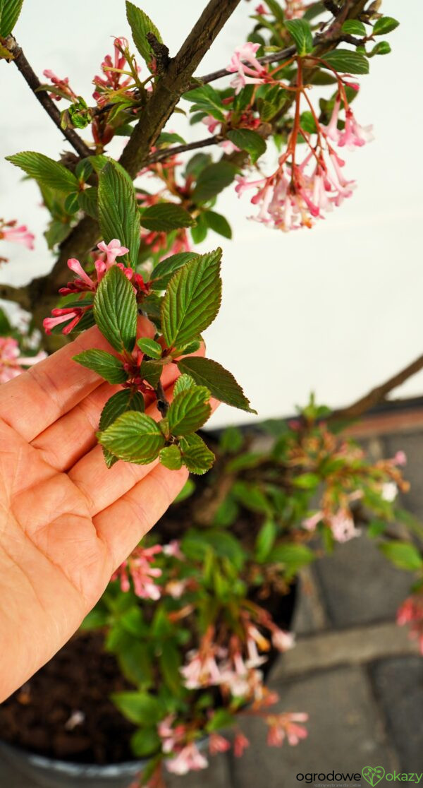 KALINA BODNANTSKA DAWN Viburnum ×bodnantense