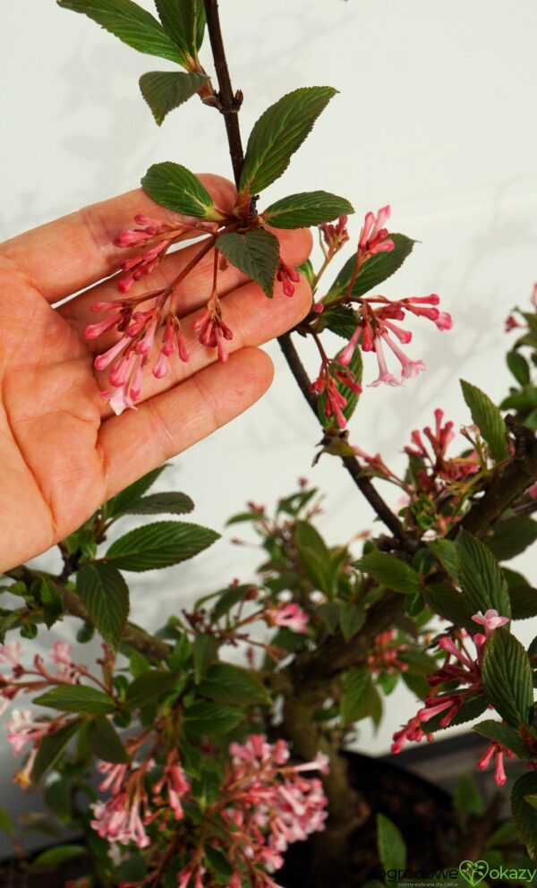 KALINA BODNANTSKA DAWN Viburnum ×bodnantense