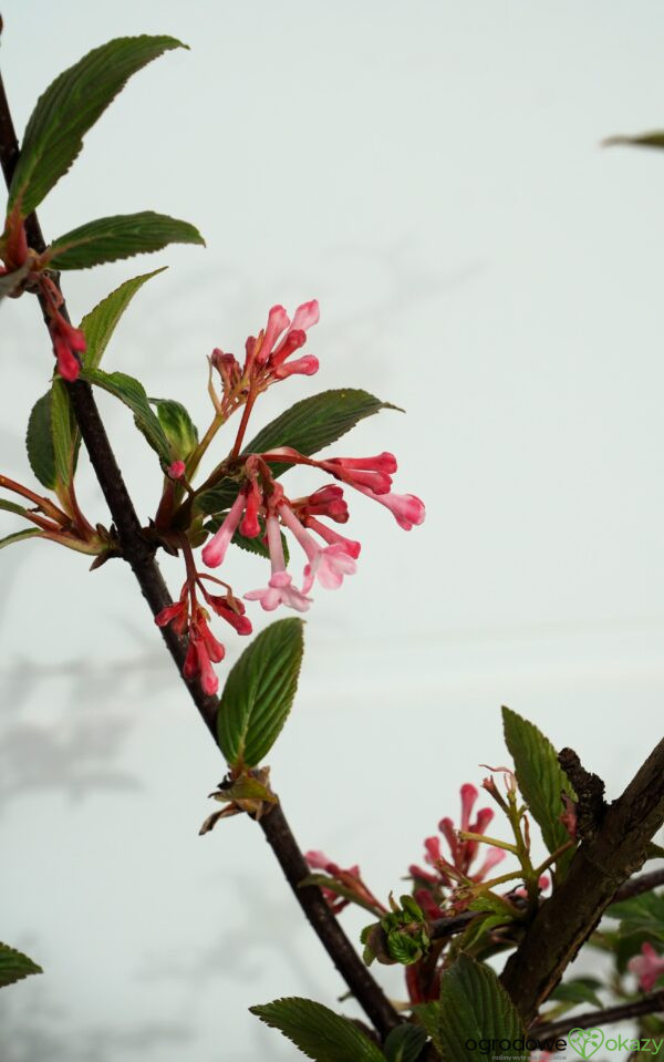 KALINA BODNANTSKA DAWN Viburnum ×bodnantense