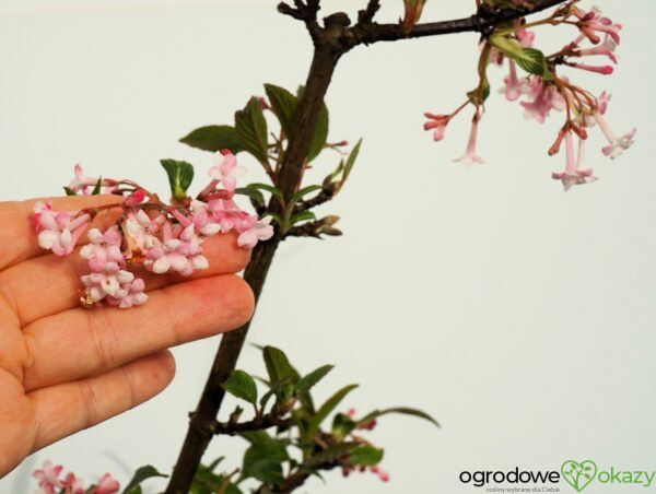 KALINA BODNANTSKA DAWN Viburnum ×bodnantense