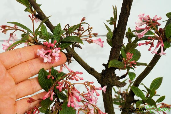 KALINA BODNANTSKA DAWN Viburnum ×bodnantense