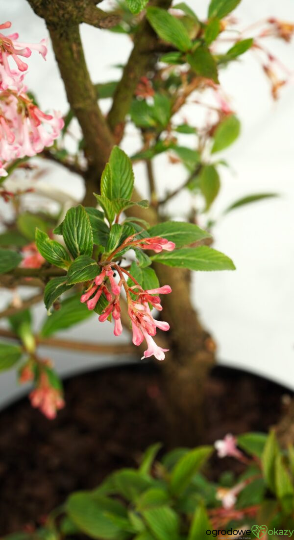 KALINA BODNANTSKA DAWN Viburnum ×bodnantense