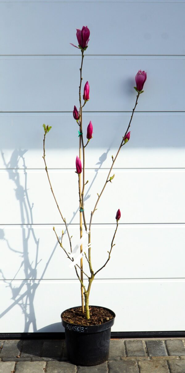 MAGNOLIA MARCH TILL FROST