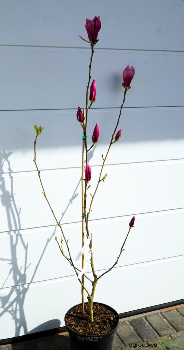 MAGNOLIA MARCH TILL FROST