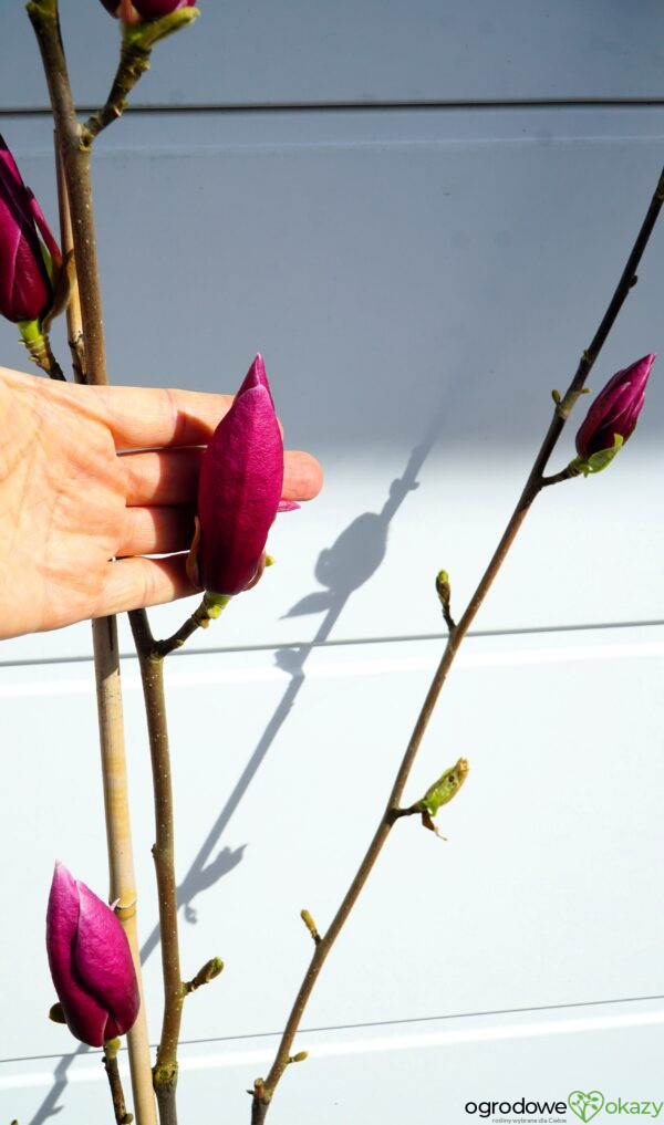 MAGNOLIA MARCH TILL FROST