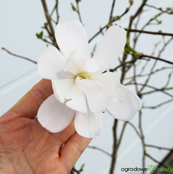 MAGNOLIA GWIAŹDZISTA ALIXEED Magnolia stellata