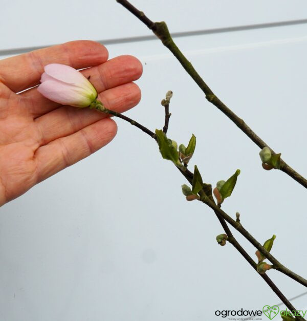 MAGNOLIA GWIAŹDZISTA ALIXEED Magnolia stellata