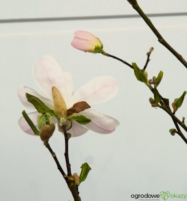 MAGNOLIA GWIAŹDZISTA ALIXEED Magnolia stellata