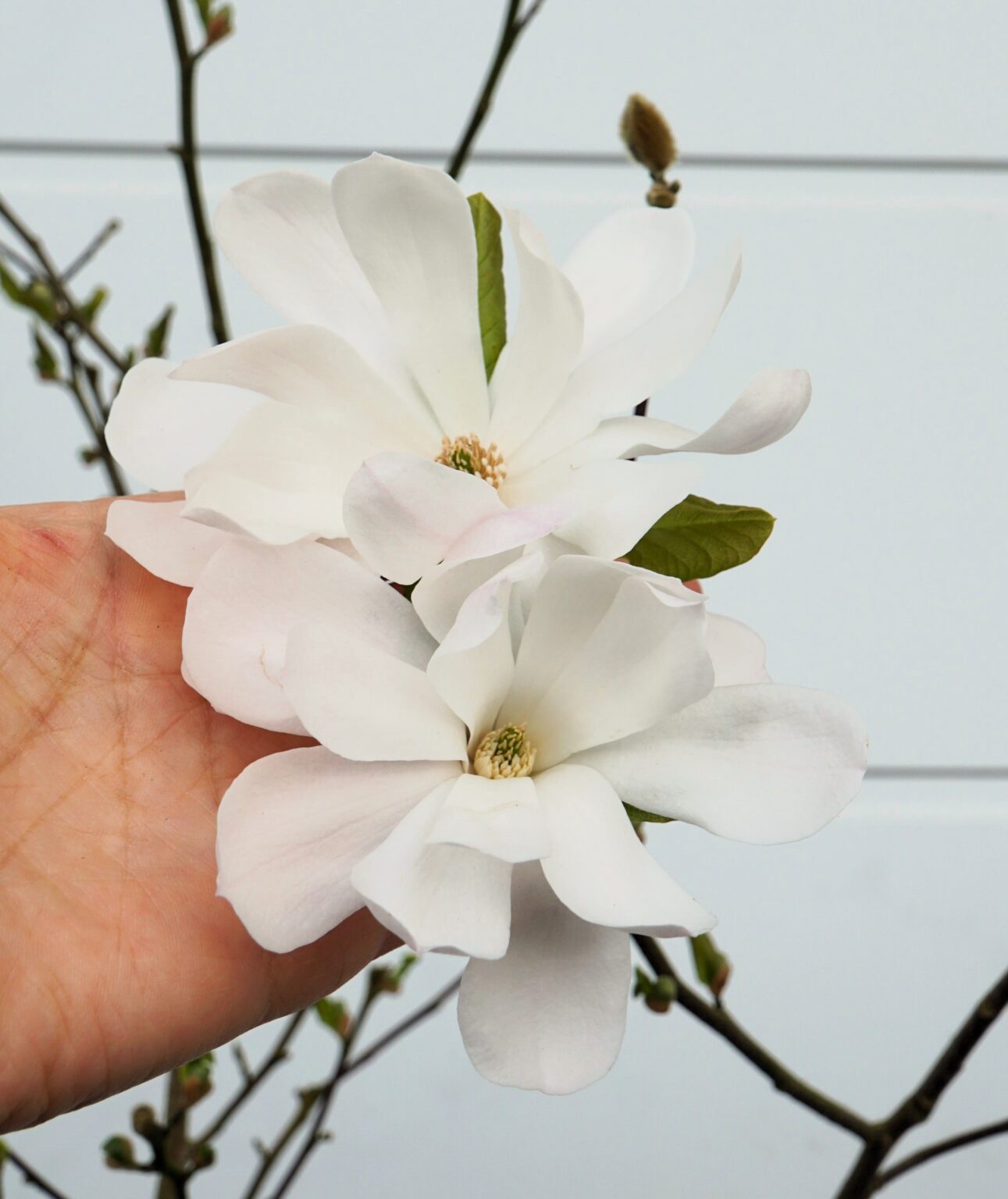 MAGNOLIA GWIAŹDZISTA ALIXEED Magnolia stellata