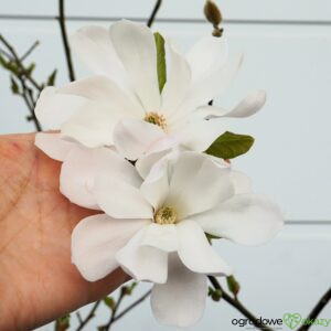 MAGNOLIA GWIAŹDZISTA ALIXEED Magnolia stellata