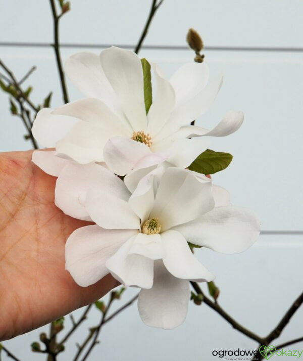 MAGNOLIA GWIAŹDZISTA ALIXEED Magnolia stellata