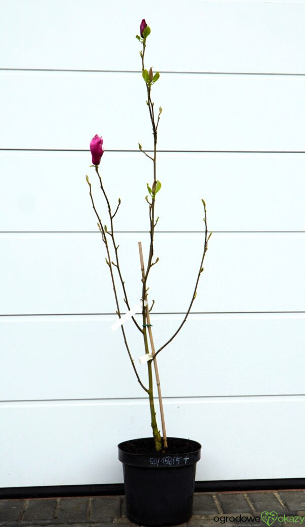 MAGNOLIA MARCH TILL FROST