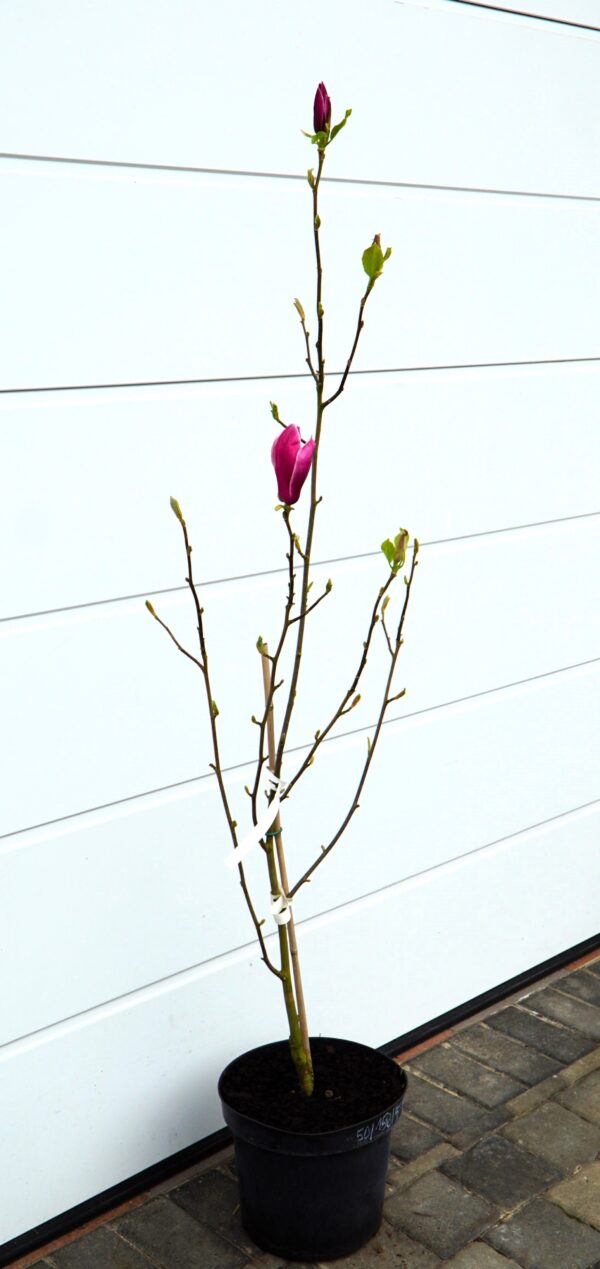 MAGNOLIA MARCH TILL FROST