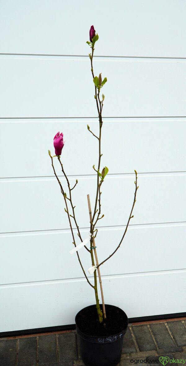 MAGNOLIA MARCH TILL FROST