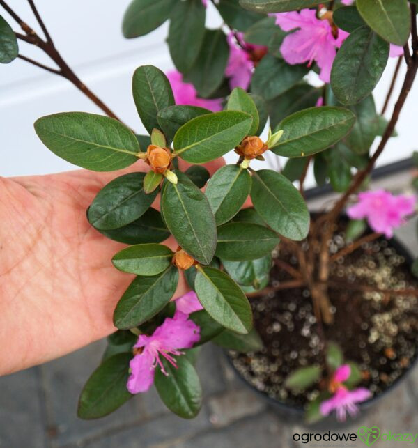 RHODODENDRON RÓŻANECZNIK ELITE