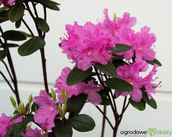 RHODODENDRON RÓŻANECZNIK ELITE