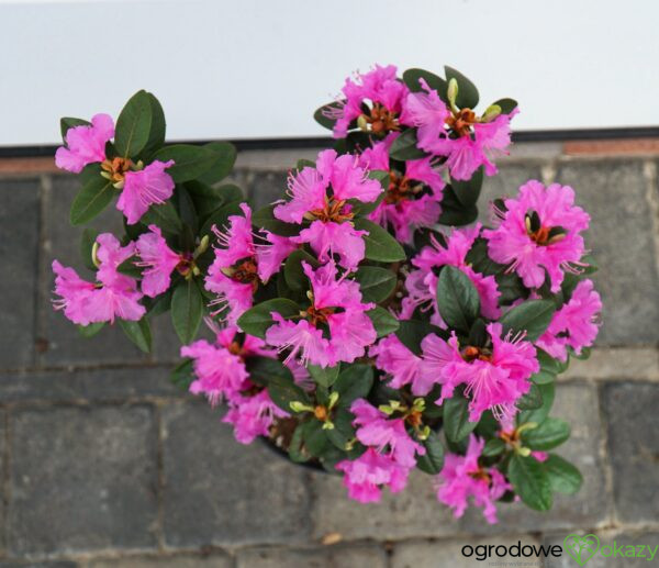 RHODODENDRON RÓŻANECZNIK ELITE