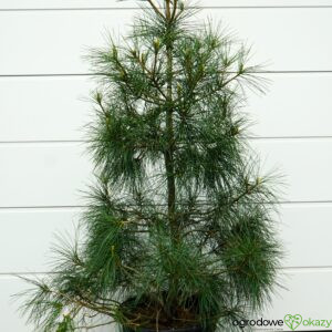 SOSNA HIMALAJSKA Pinus wallichiana