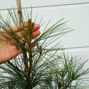 SOSNA HIMALAJSKA Pinus wallichiana