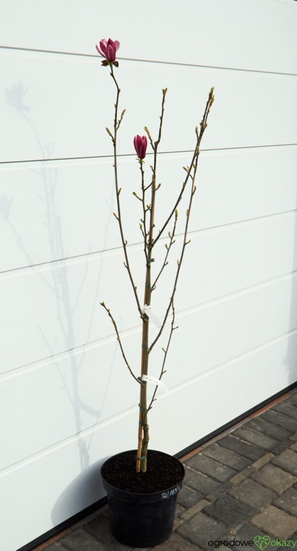 MAGNOLIA MARCH TILL FROST