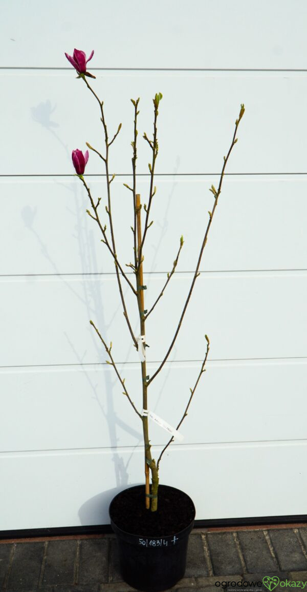 MAGNOLIA MARCH TILL FROST