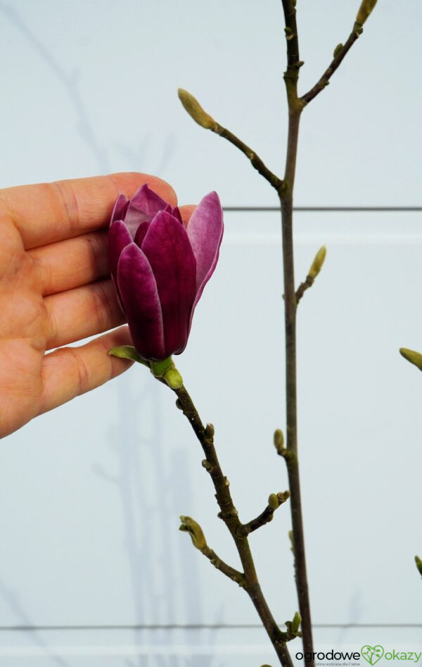 MAGNOLIA MARCH TILL FROST