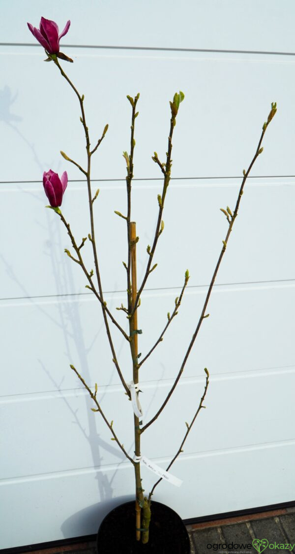 MAGNOLIA MARCH TILL FROST