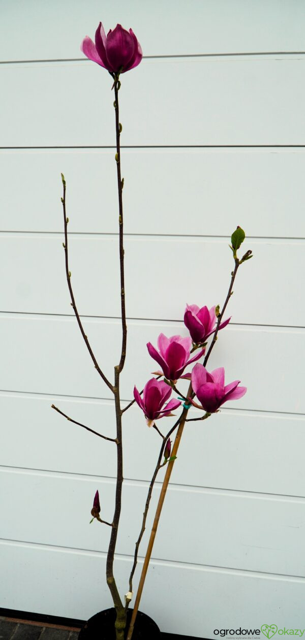 MAGNOLIA RED AS RED