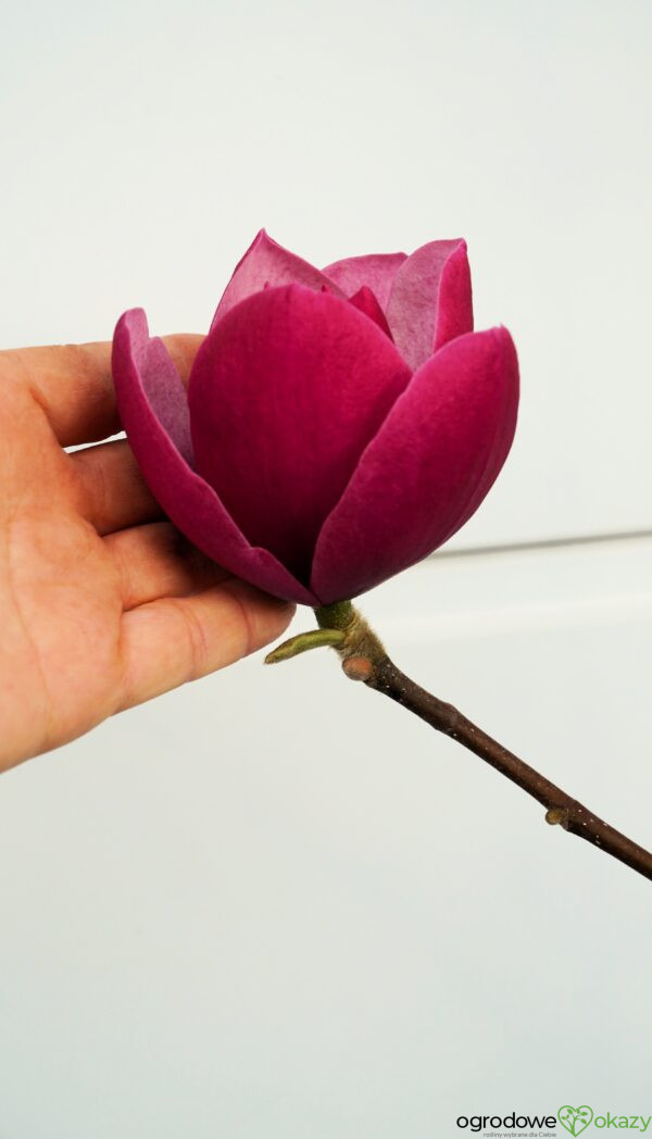 MAGNOLIA SWEET MERLOT