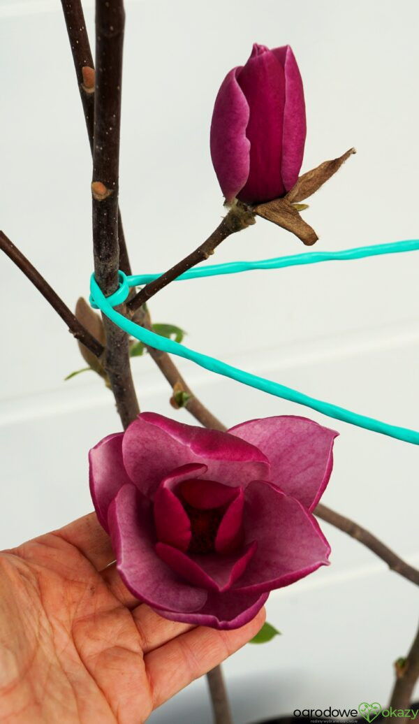 MAGNOLIA SWEET MERLOT