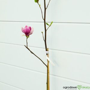 MAGNOLIA PICTURE Magnolia ×soulangeana