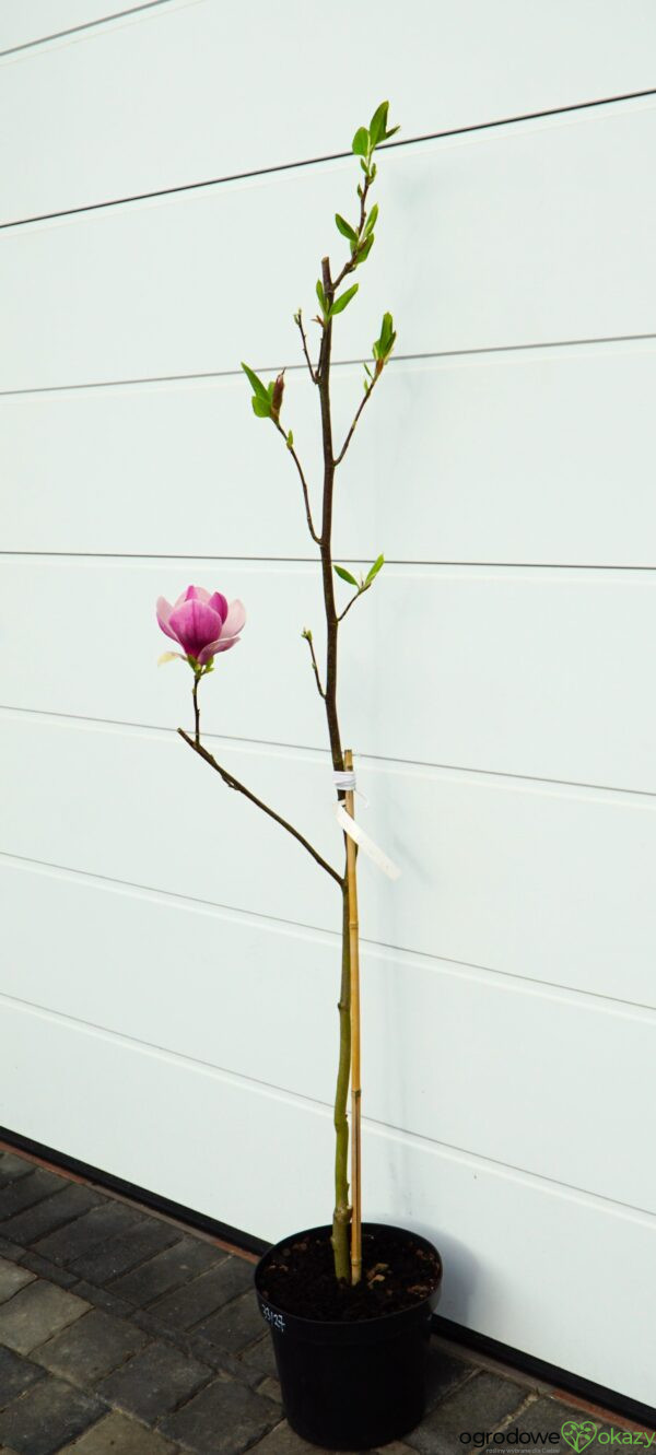 MAGNOLIA PICTURE Magnolia ×soulangeana