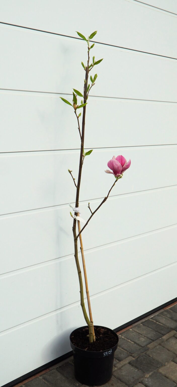 MAGNOLIA PICTURE Magnolia ×soulangeana