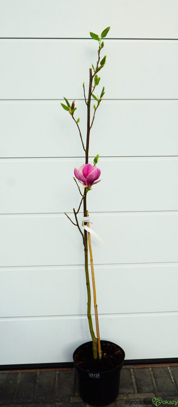 MAGNOLIA PICTURE Magnolia ×soulangeana