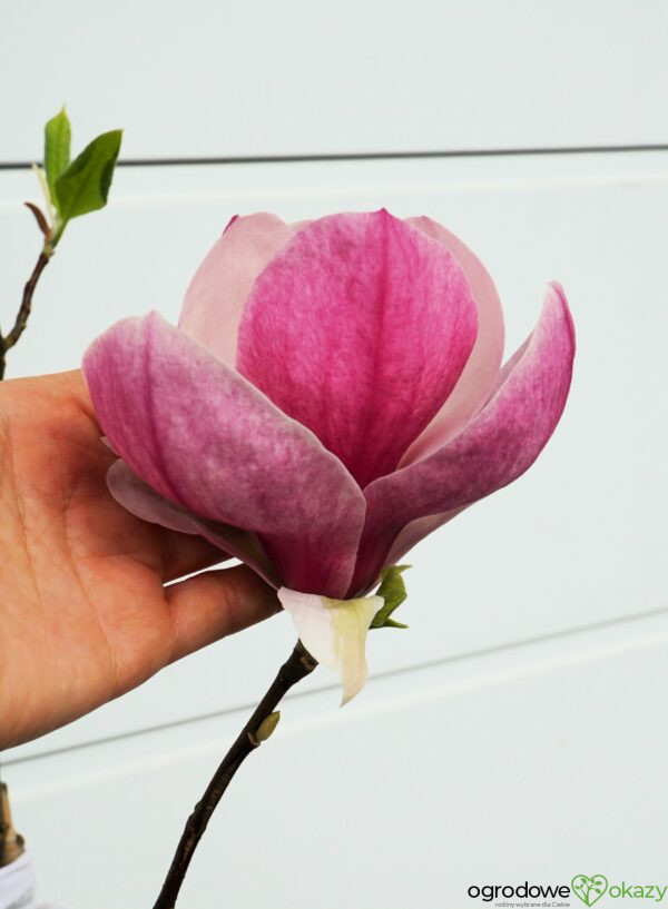 MAGNOLIA PICTURE Magnolia ×soulangeana