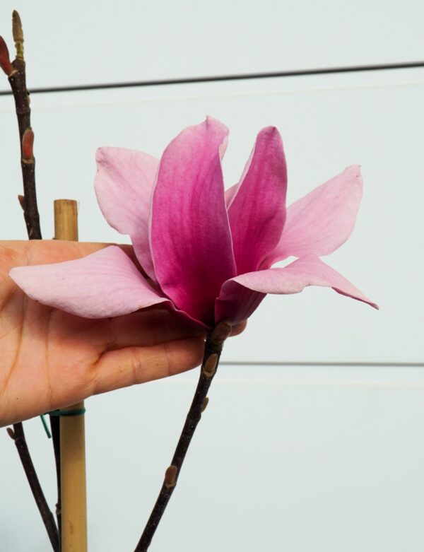 MAGNOLIA AMETHYST FLAME