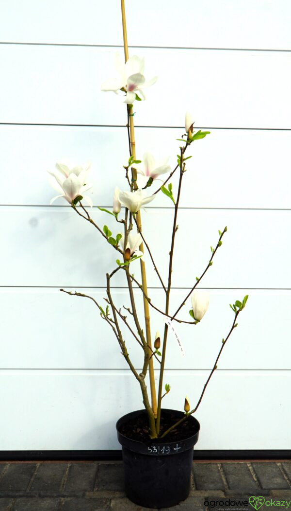 MAGNOLIA ALBA SUPERBA