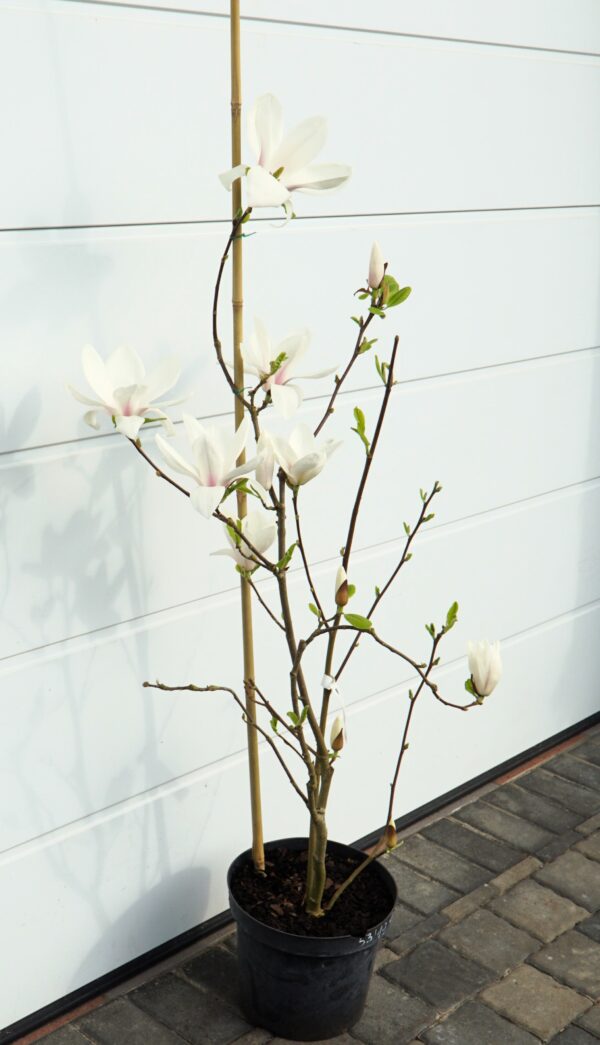 MAGNOLIA ALBA SUPERBA